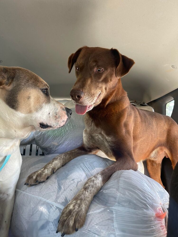 Charlie, an adoptable Pointer in Troy, AL, 36081 | Photo Image 5