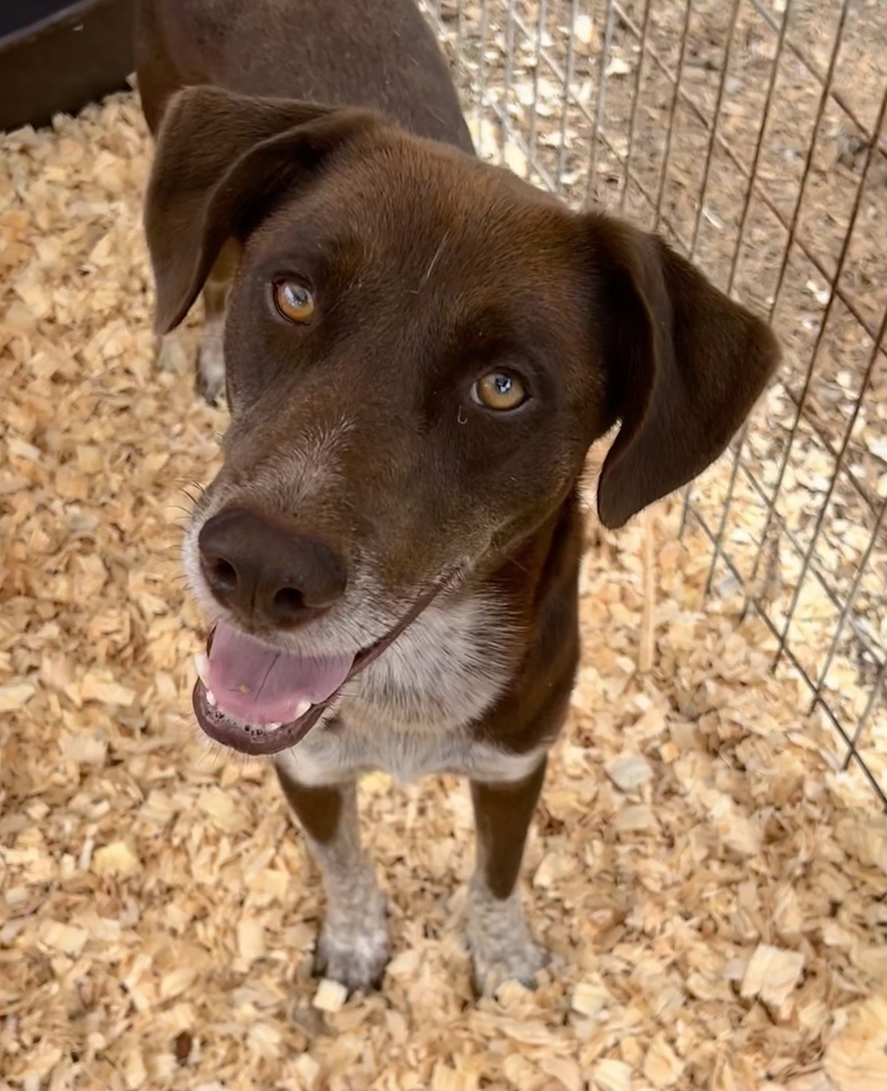 Charlie, an adoptable Pointer in Troy, AL, 36081 | Photo Image 1