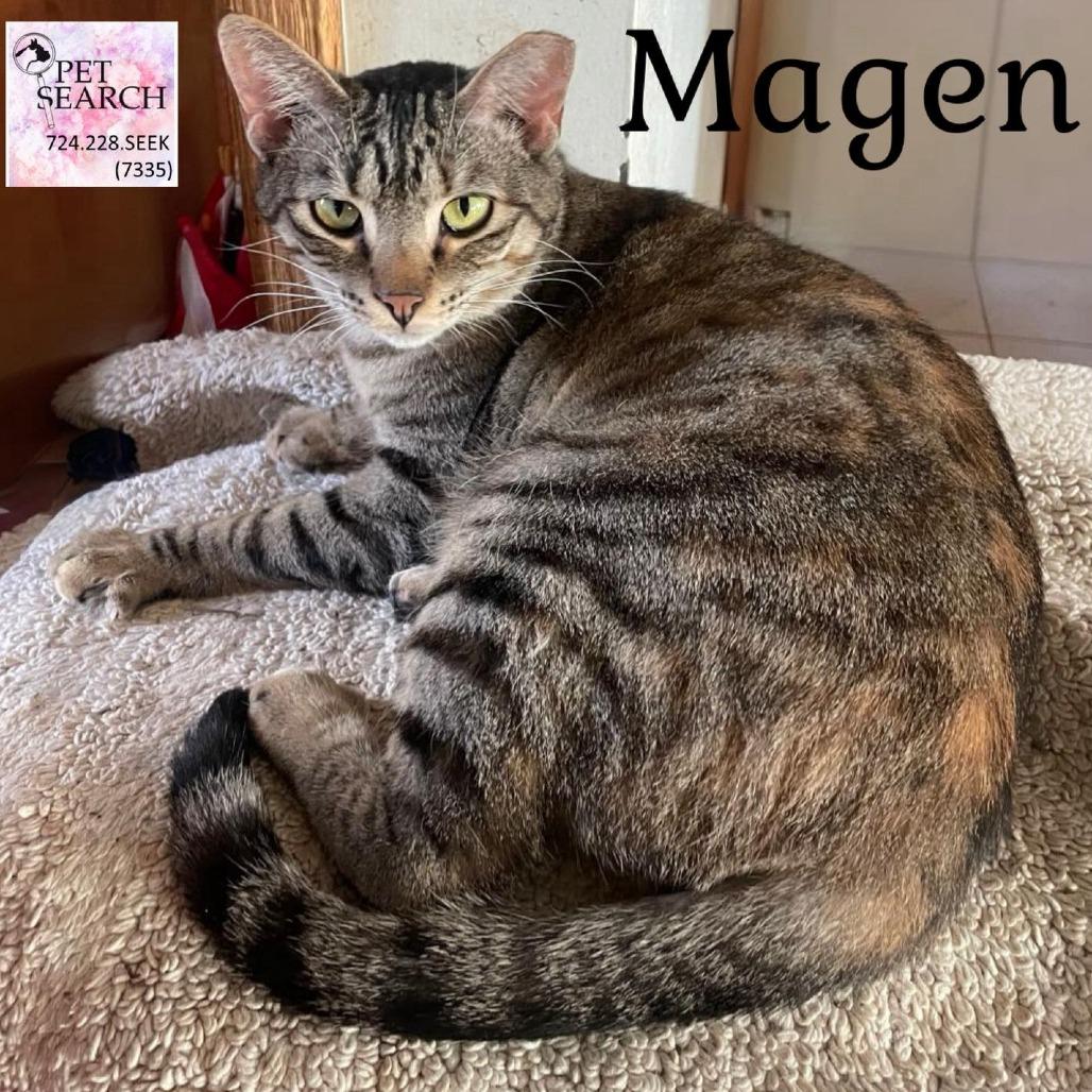 Magen, Adoptable, Adult Female Domestic Short Hair.