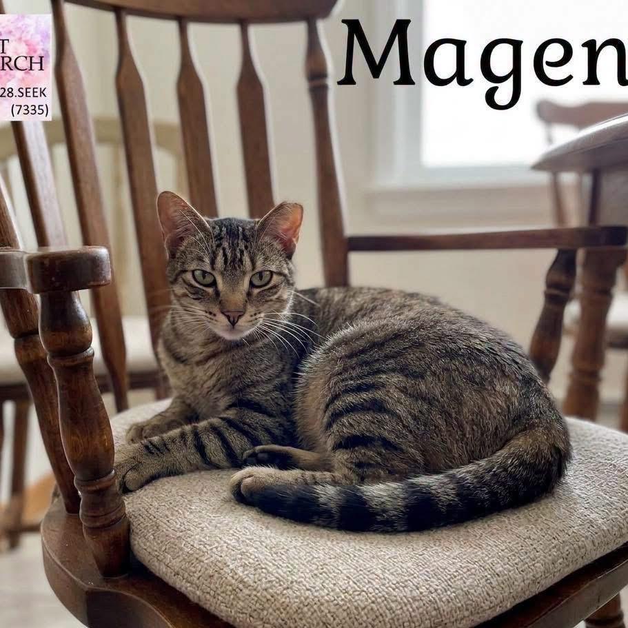 Enlarge Magen, a Adoptable Domestic Short Hair in Washington, PA image 2/3