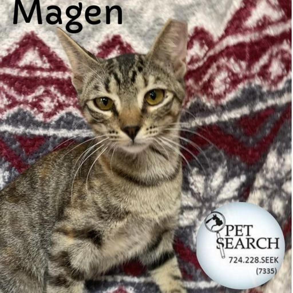 Magen, Adoptable, Adult Female Domestic Short Hair.