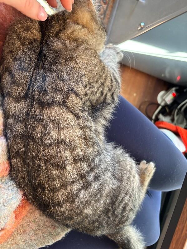 Will — thumbnail 4