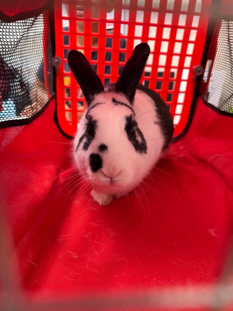 Enlarge Theseus, a Adoptable American in Clarksville, TN image 1/1