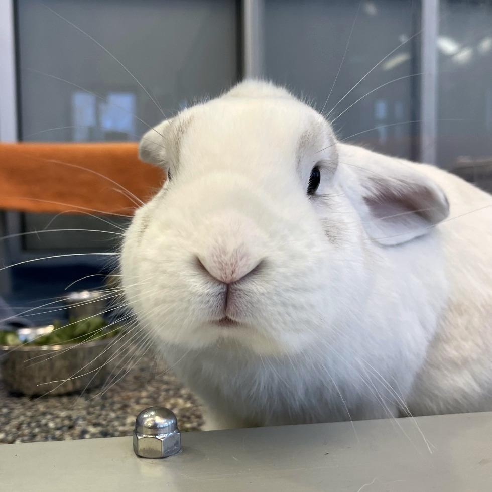 Enlarge Monty, a Adoptable Bunny Rabbit in Fairport, NY image 1/6