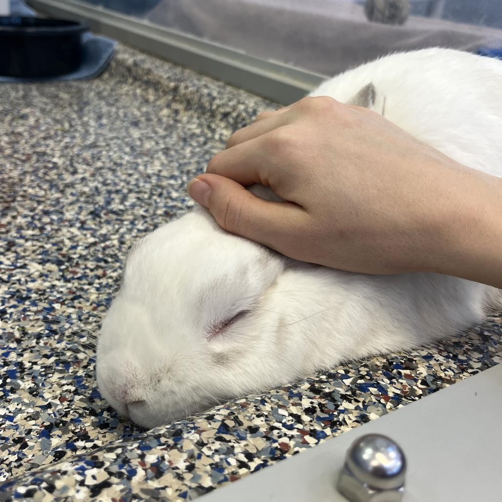 Enlarge Monty, a Adoptable Bunny Rabbit in Fairport, NY image 2/6