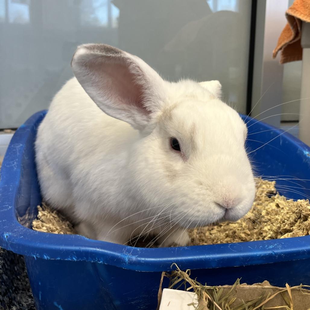 Enlarge Monty, a Adoptable Bunny Rabbit in Fairport, NY image 3/6