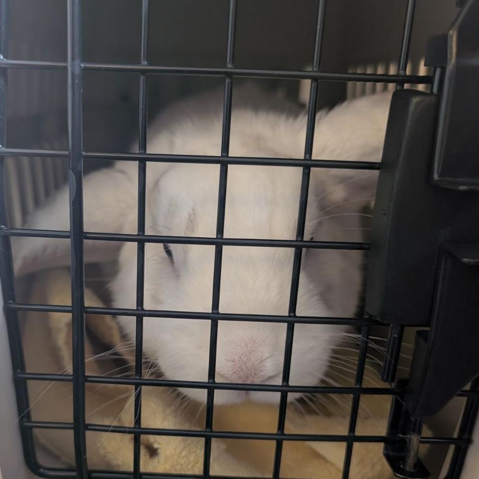 Enlarge Monty, a Adoptable Bunny Rabbit in Fairport, NY image 4/6