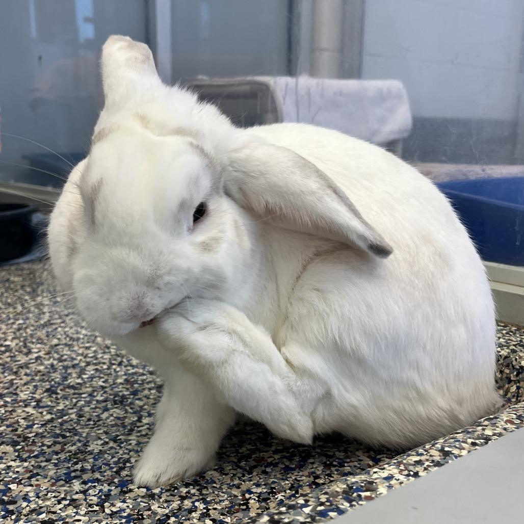 Enlarge Monty, a Adoptable Bunny Rabbit in Fairport, NY image 5/6