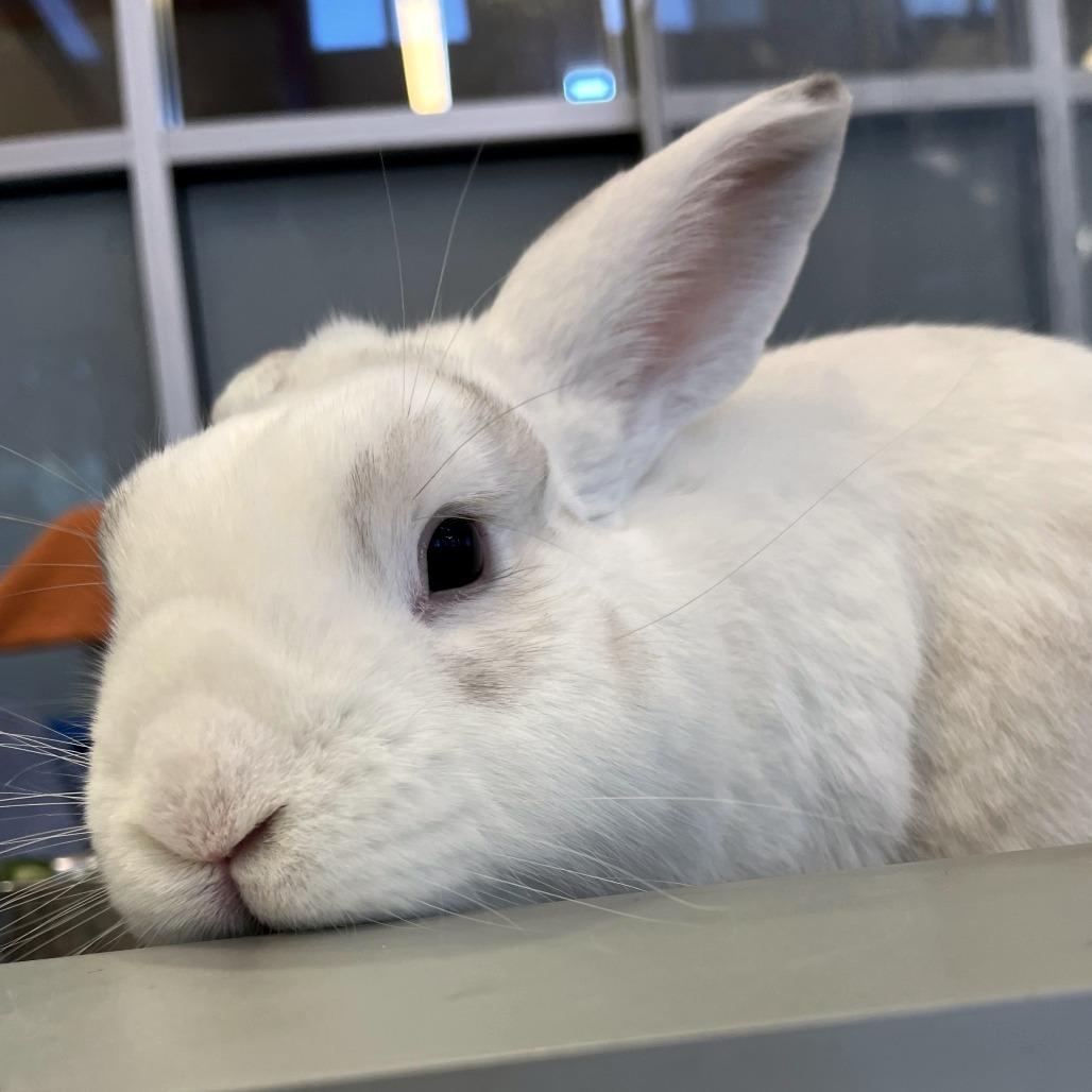 Enlarge Monty, a Adoptable Bunny Rabbit in Fairport, NY image 6/6