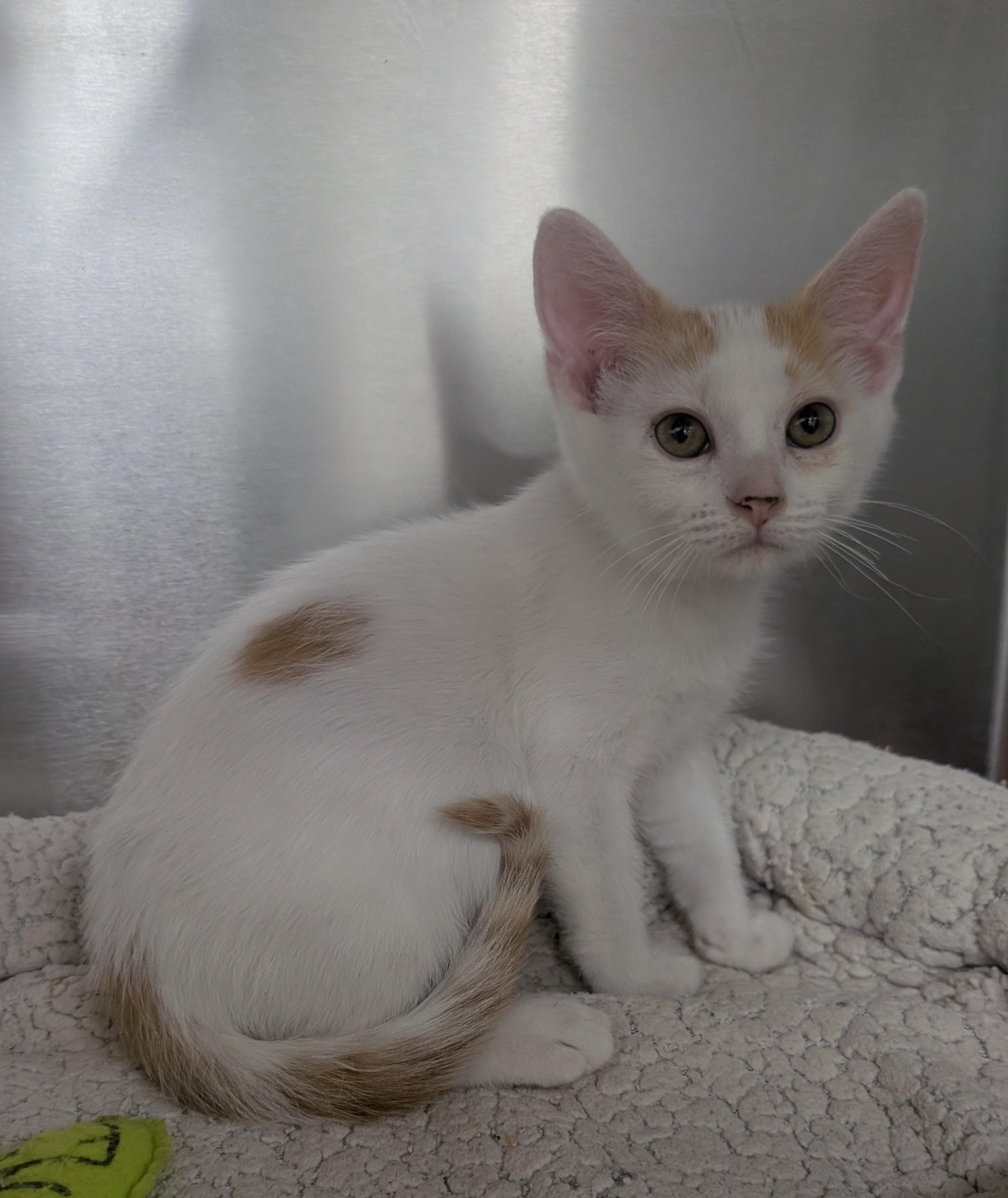 Jakk, adoptable, Young Male Domestic Short Hair.