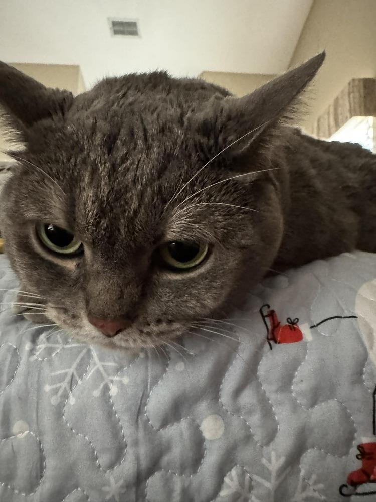 Enlarge Gabby, a Adoptable Tabby in Deltona, FL image 1/4