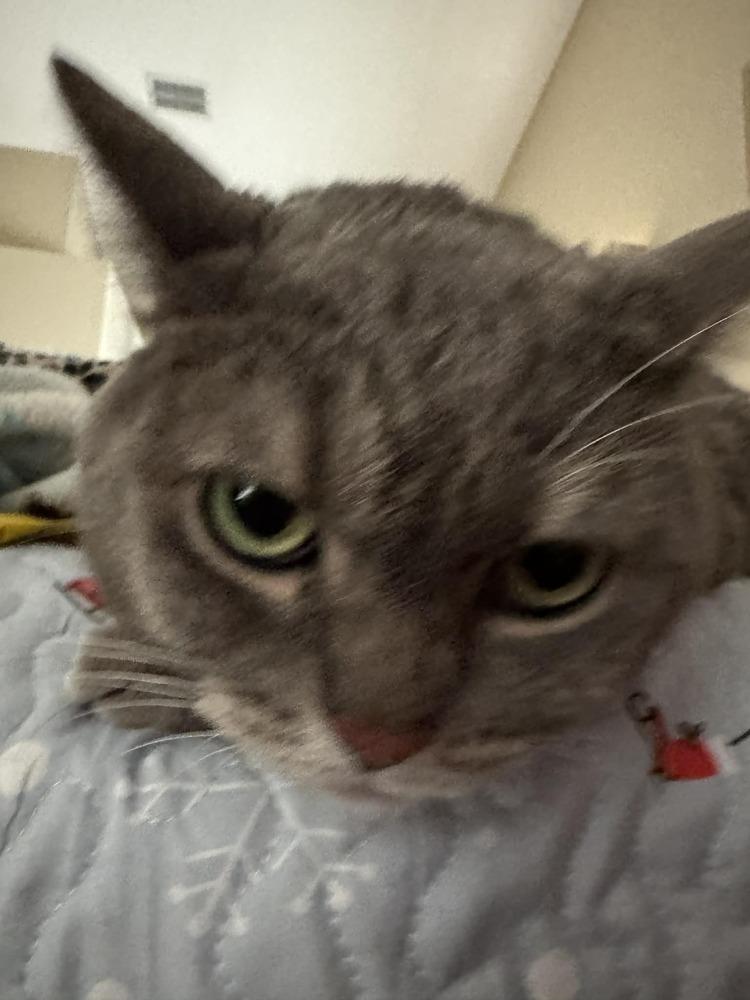 Enlarge Gabby, a Adoptable Tabby in Deltona, FL image 2/4