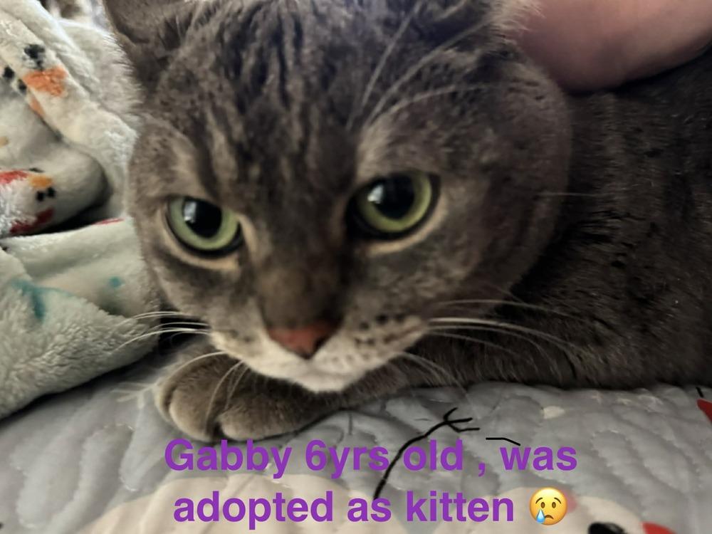 Enlarge Gabby, a Adoptable Tabby in Orlando, FL image 2/5