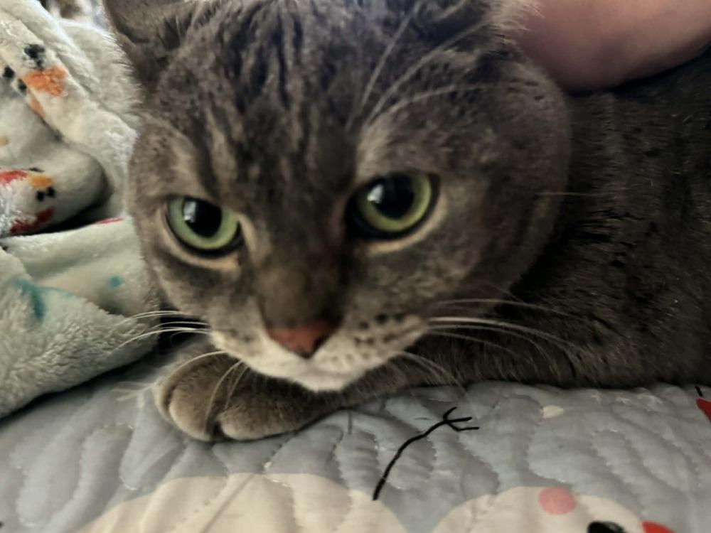 Enlarge Gabby, a Adoptable Tabby in Deltona, FL image 3/4