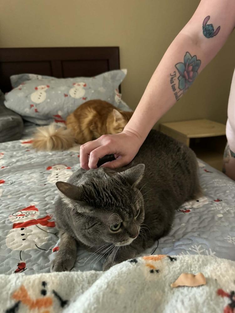 Enlarge Gabby, a Adoptable Tabby in Deltona, FL image 4/4