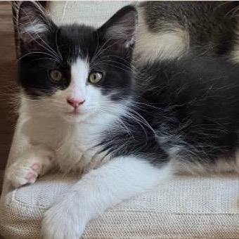 Bubba, Adoptable, Kitten Male Domestic Medium Hair.