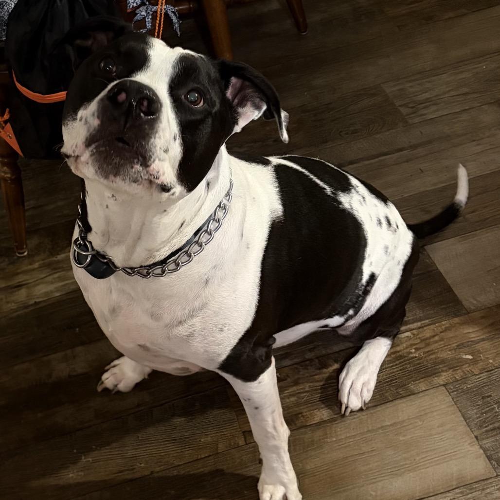 Hank, a Adoptable Pit Bull Terrier in Avon, OH image 1/2