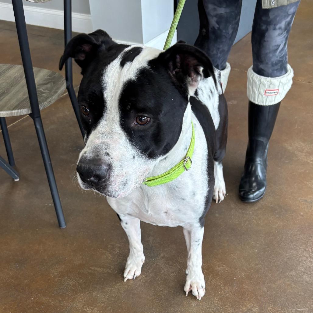 Hank, a Adoptable Pit Bull Terrier in Avon, OH image 1/6