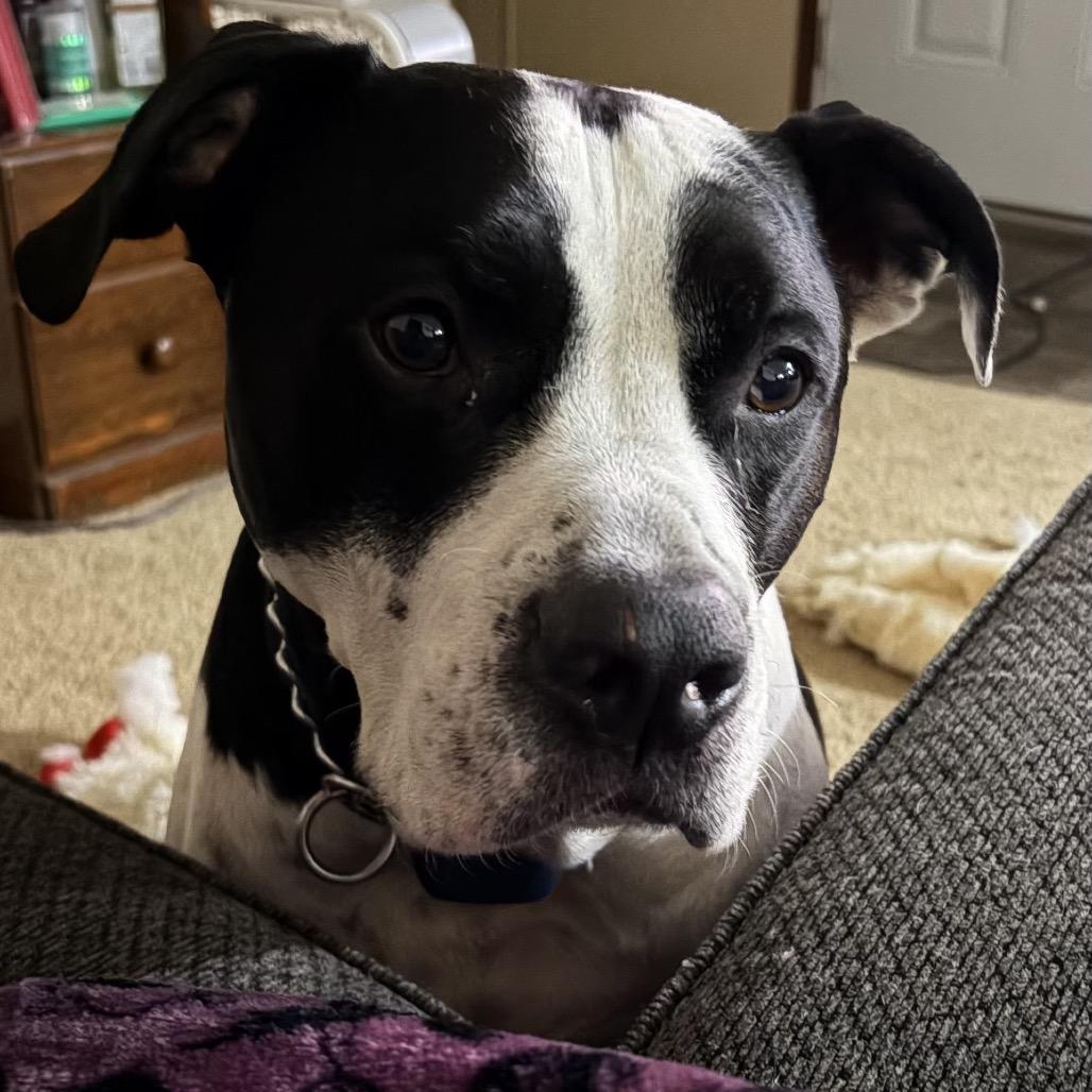 Hank, a Adoptable Pit Bull Terrier in Avon, OH image 2/2