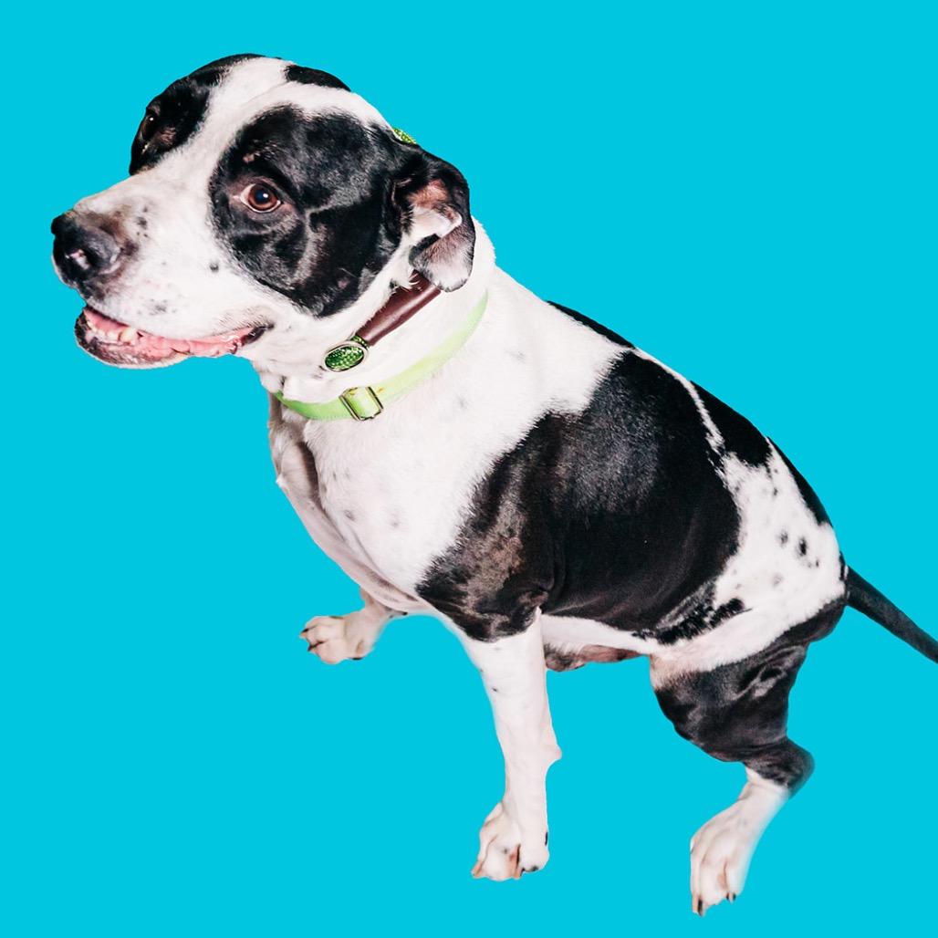 Enlarge Hank, a Adoptable Pit Bull Terrier in Avon, OH image 4/6