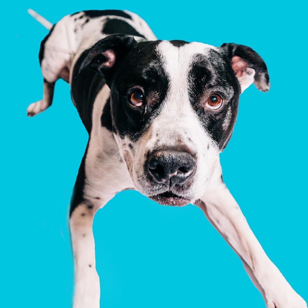 Enlarge Hank, a Adoptable Pit Bull Terrier in Avon, OH image 5/6