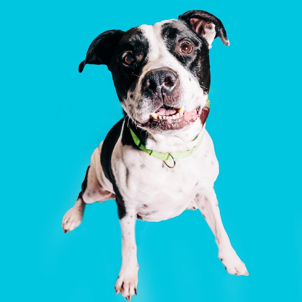 Enlarge Hank, a Adoptable Pit Bull Terrier in Avon, OH image 1/6