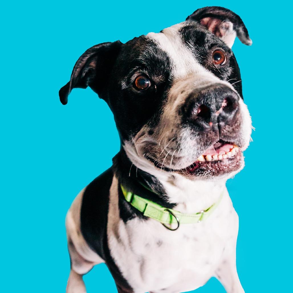 Enlarge Hank, a Adoptable Pit Bull Terrier in Avon, OH image 6/6