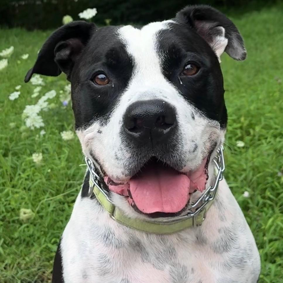 Hank, a Adoptable Pit Bull Terrier in Avon, OH image 2/6