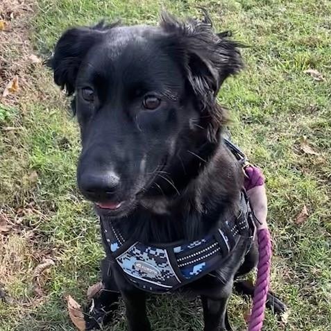 Enlarge Annie O, an adoptable Flat-Coated Retriever in Oklahoma City, OK image 1/2