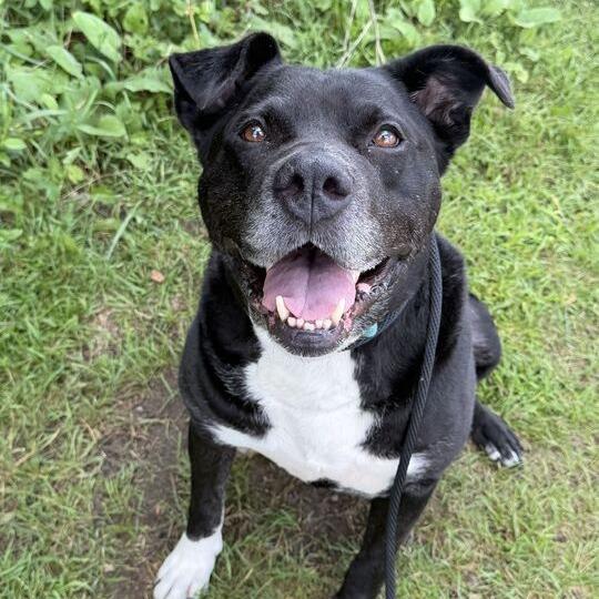 Enlarge Dante, a Adoptable American Staffordshire Terrier in Grand Rapids, MI image 1/6