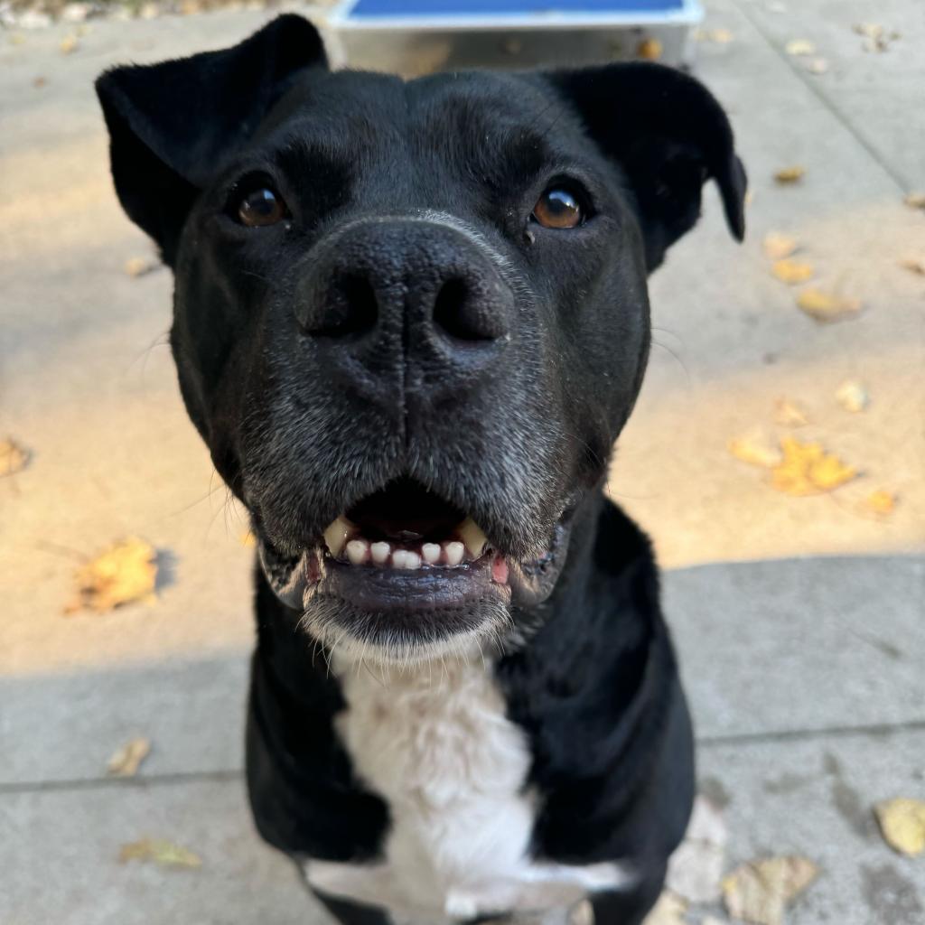 Dante, a Adoptable American Staffordshire Terrier in Grand Rapids, MI image 1/6