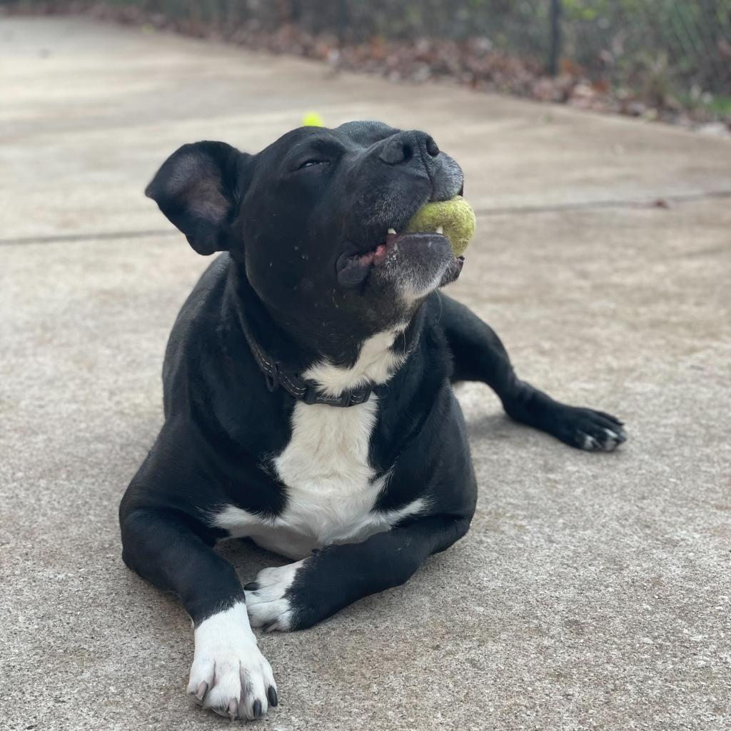 Dante, a Adoptable American Staffordshire Terrier in Grand Rapids, MI image 2/6