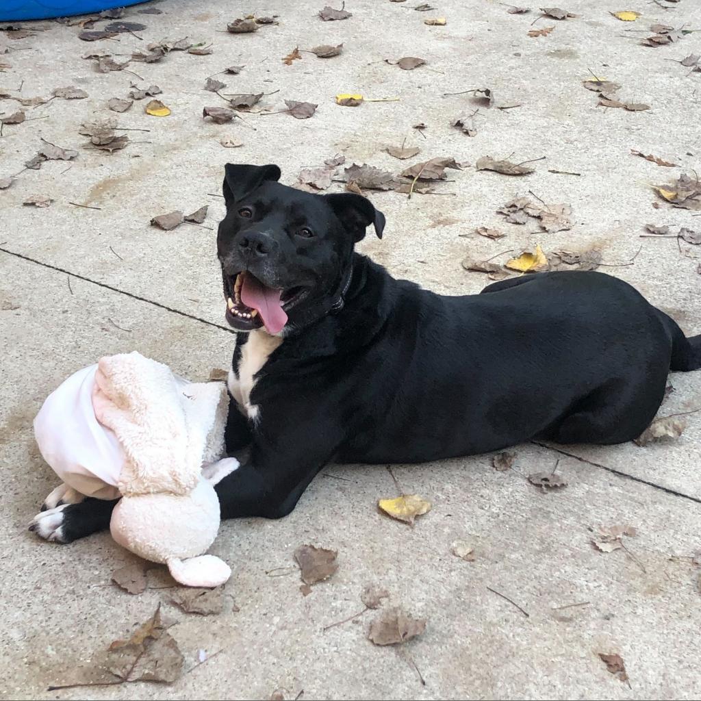 Dante, a Adoptable American Staffordshire Terrier in Grand Rapids, MI image 4/6