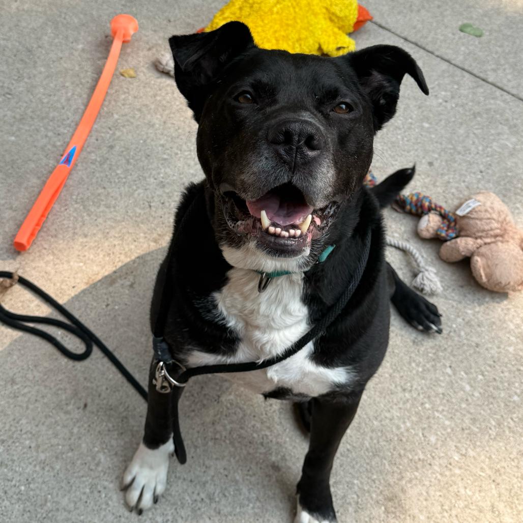 Dante, a Adoptable American Staffordshire Terrier in Grand Rapids, MI image 4/6