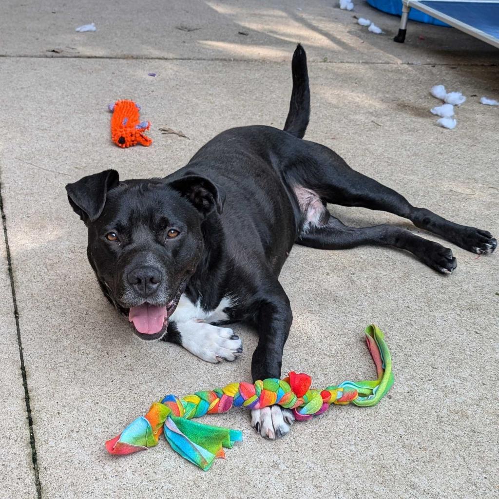 Dante, a Adoptable American Staffordshire Terrier in Grand Rapids, MI image 5/6