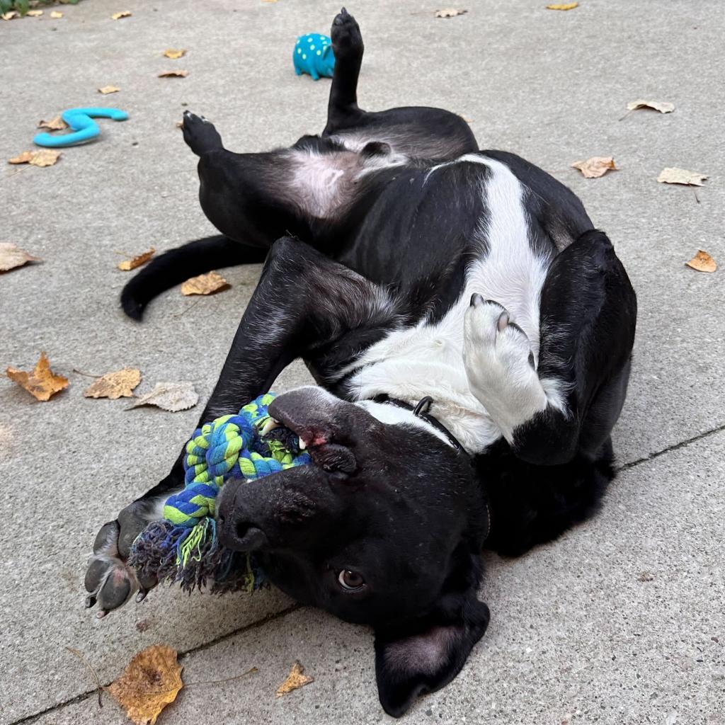 Dante, a Adoptable American Staffordshire Terrier in Grand Rapids, MI image 6/6