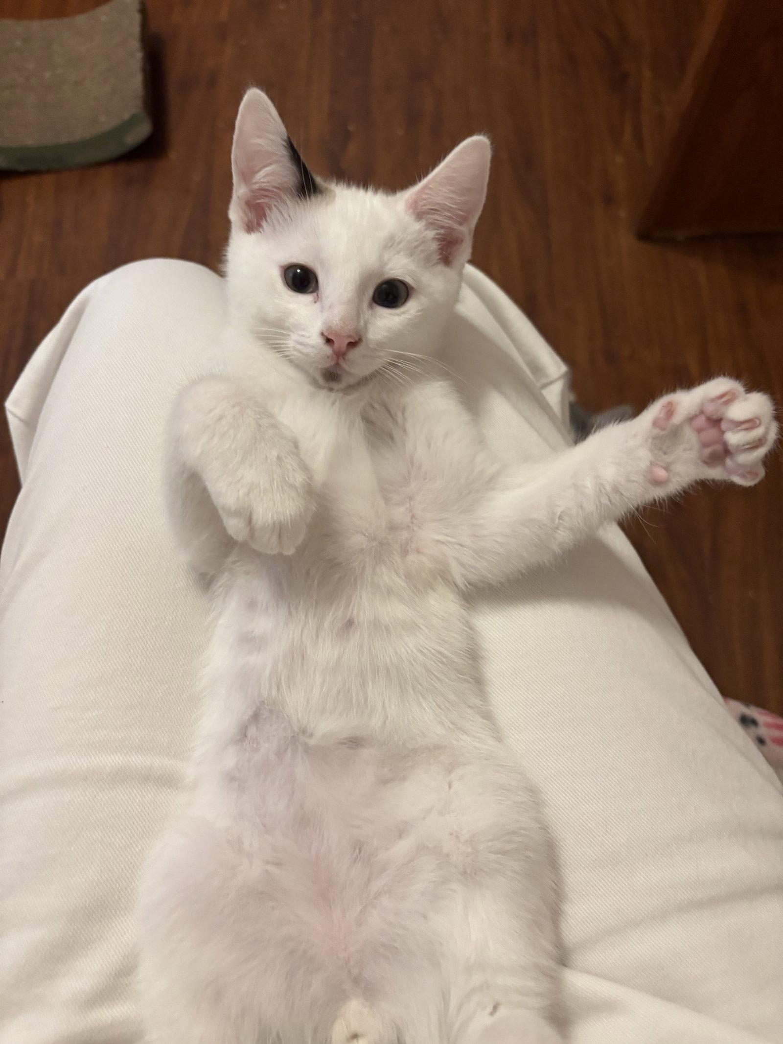 Enlarge Scoots, a Adoptable mixed breed in Laguna Niguel, CA image 1/3