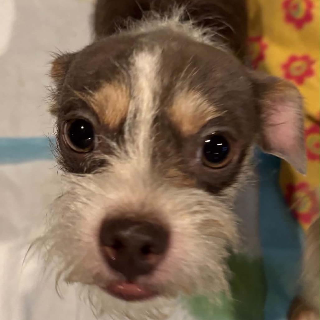 Enlarge Lorax, a Adoptable Terrier in Prospect, KY image 1/1