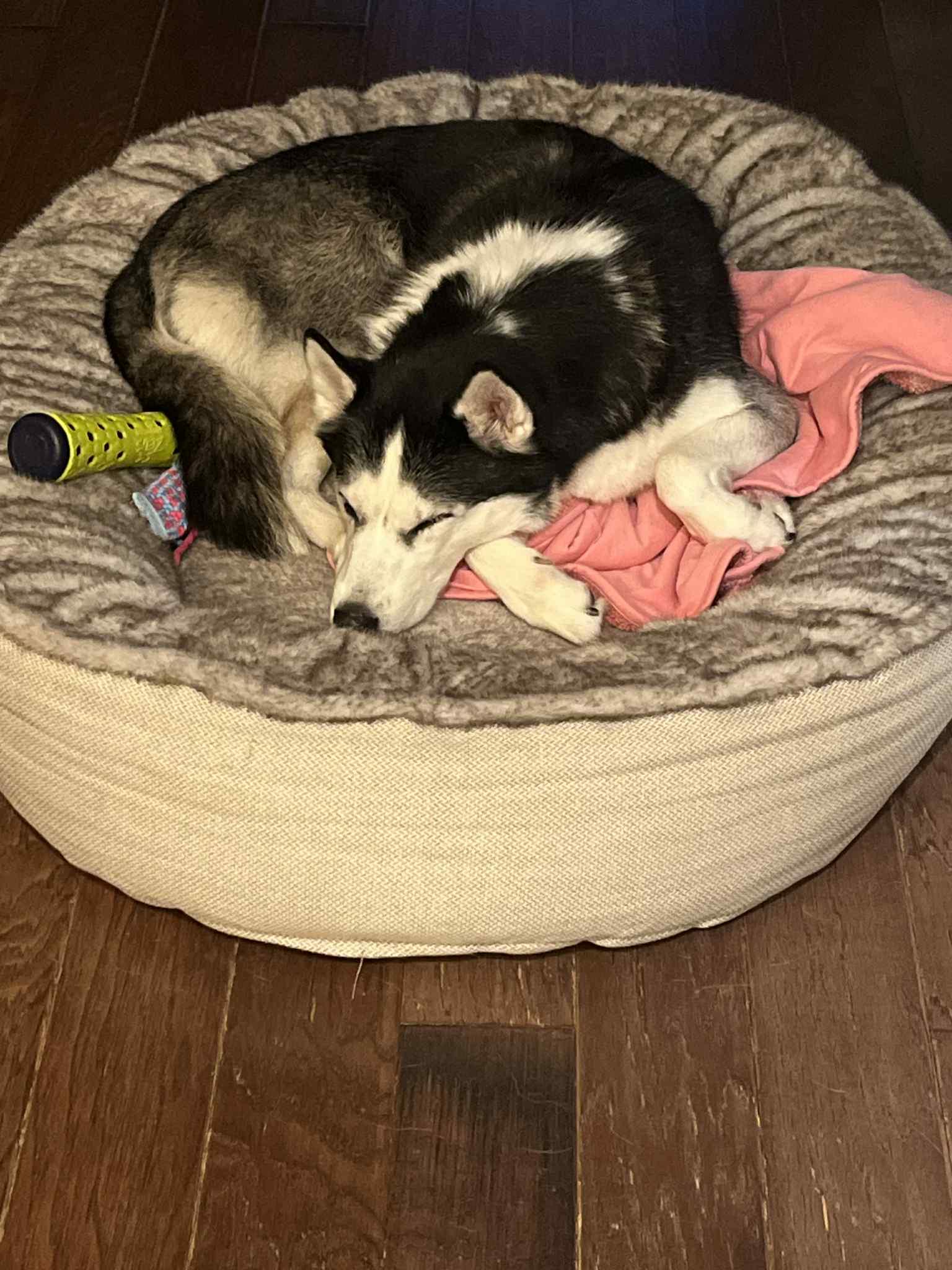 Enlarge Scarlett, a ADOPTABLE Siberian Husky in Lehigh Valley, PA image 2/2