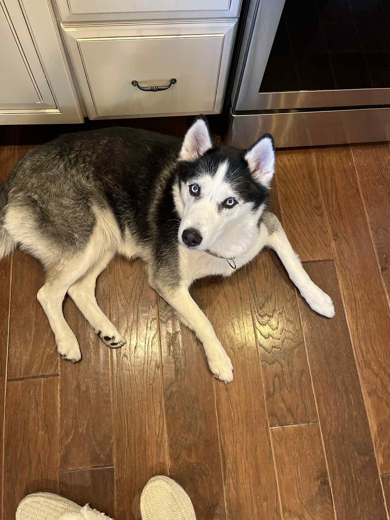 Enlarge Scarlett, a ADOPTABLE Siberian Husky in Lehigh Valley, PA image 1/2