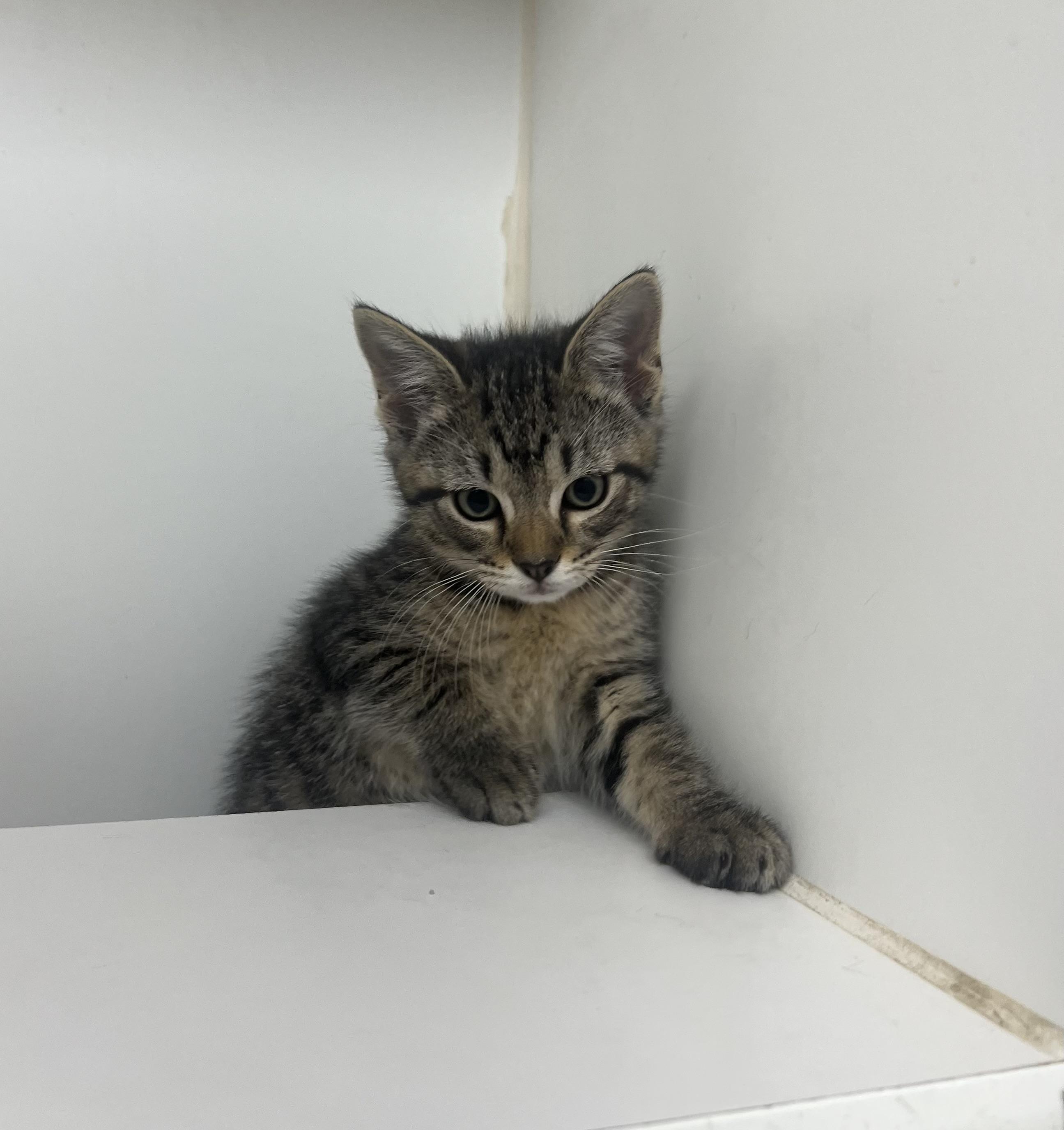 Ron, an adopted Domestic Short Hair in Reisterstown, MD image 2/2