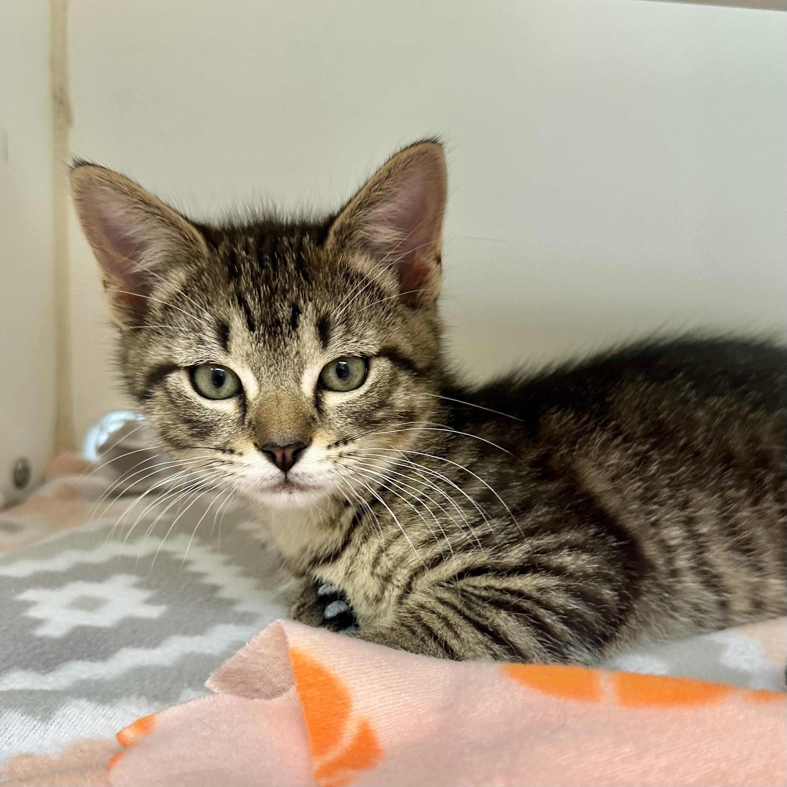 Ron, adopted, Young Male Domestic Short Hair.