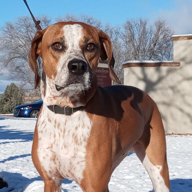 Taz, a Adoptable mixed breed in Payson, AZ image 1/6