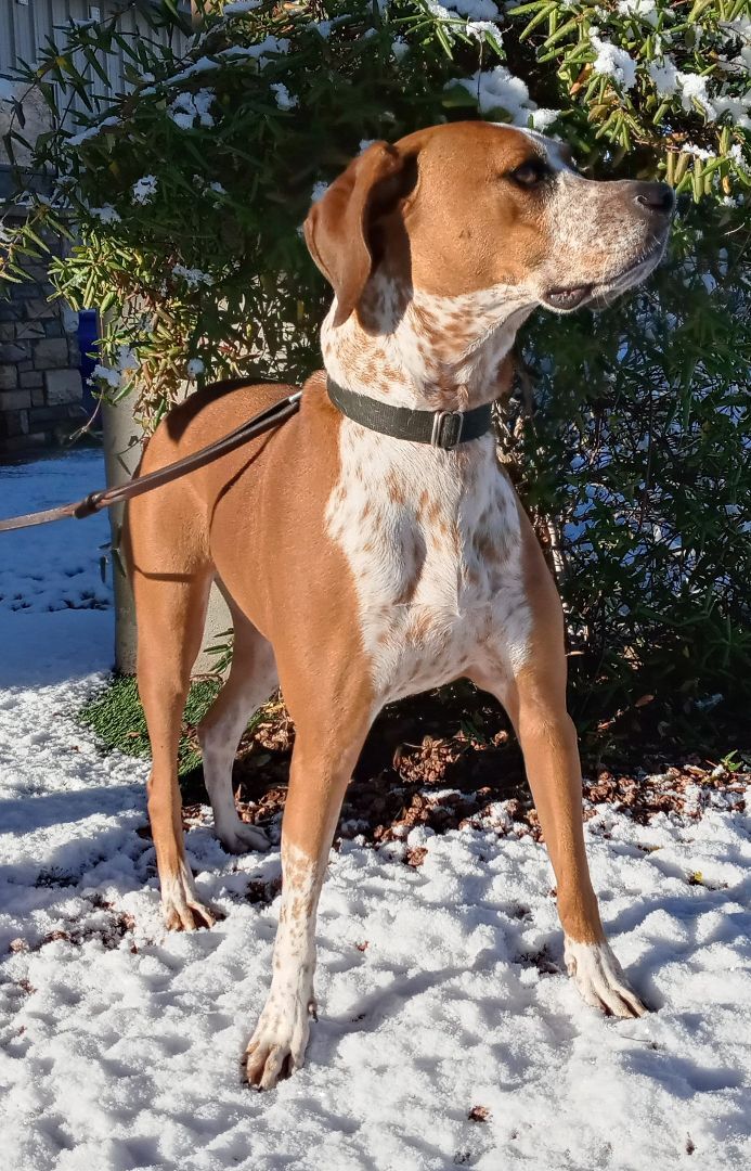 Taz, a Adoptable mixed breed in Payson, AZ image 2/6