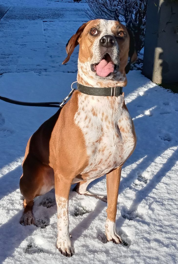 Taz, a Adoptable mixed breed in Payson, AZ image 3/6