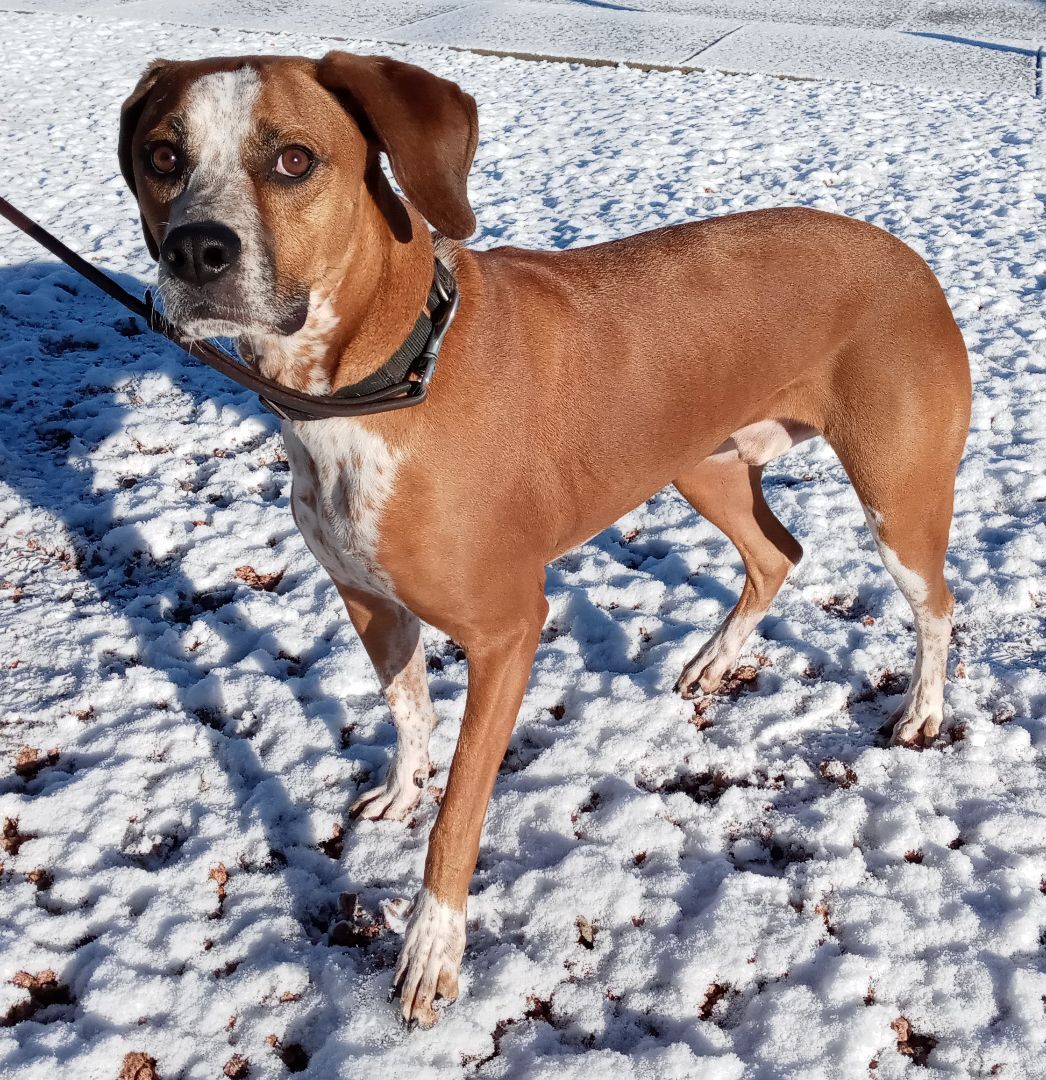 Taz, a Adoptable mixed breed in Payson, AZ image 4/6