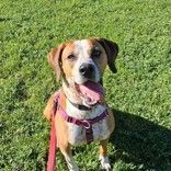 Taz, Adoptable, Adult Male Hound.