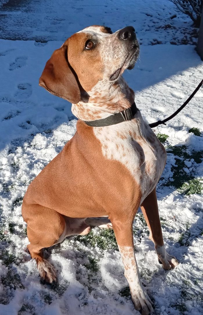 Taz, a Adoptable mixed breed in Payson, AZ image 6/6