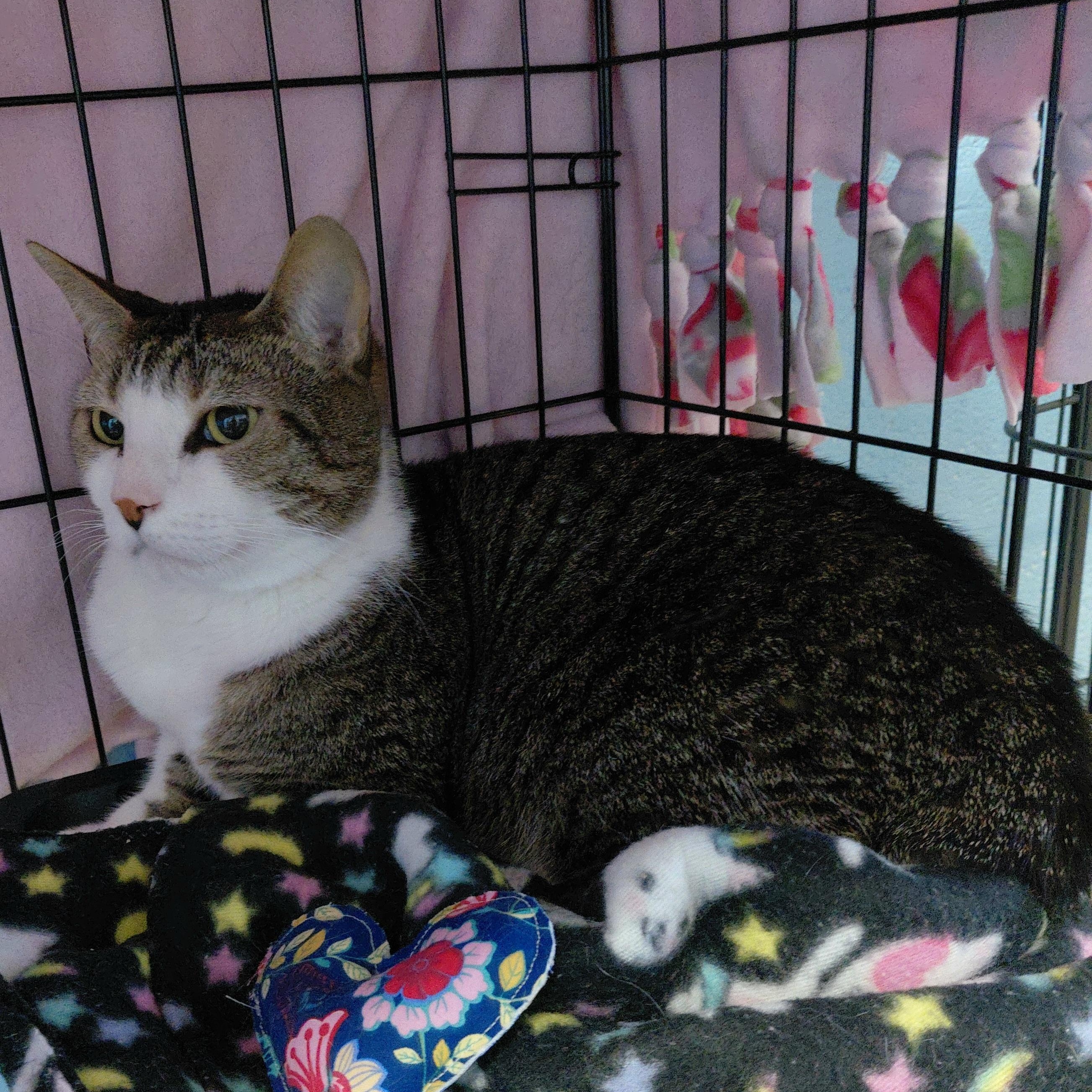 Enlarge Tyre, a ADOPTABLE Domestic Short Hair in Stanley, VA image 2/3