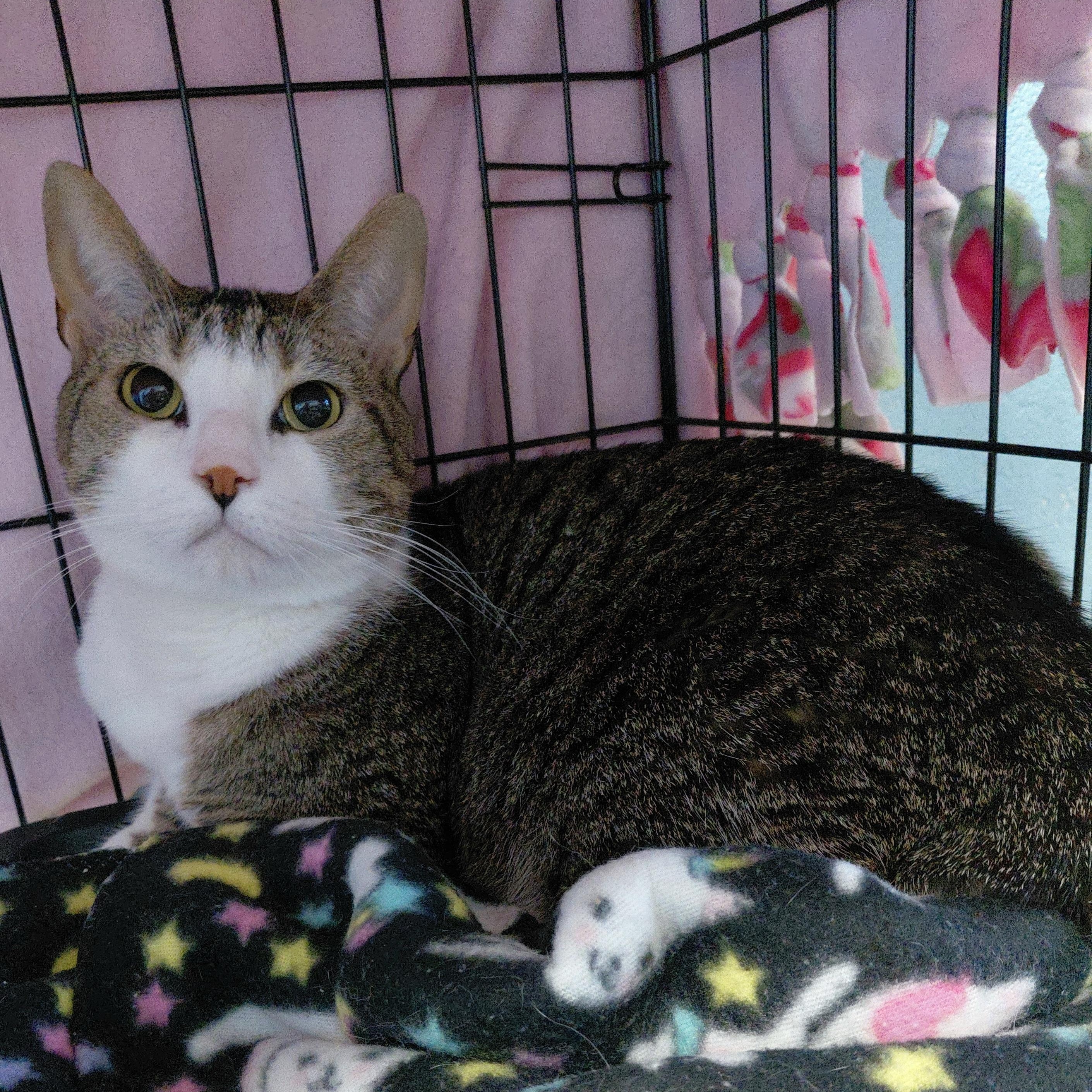 Enlarge Tyre, a ADOPTABLE Domestic Short Hair in Stanley, VA image 1/3